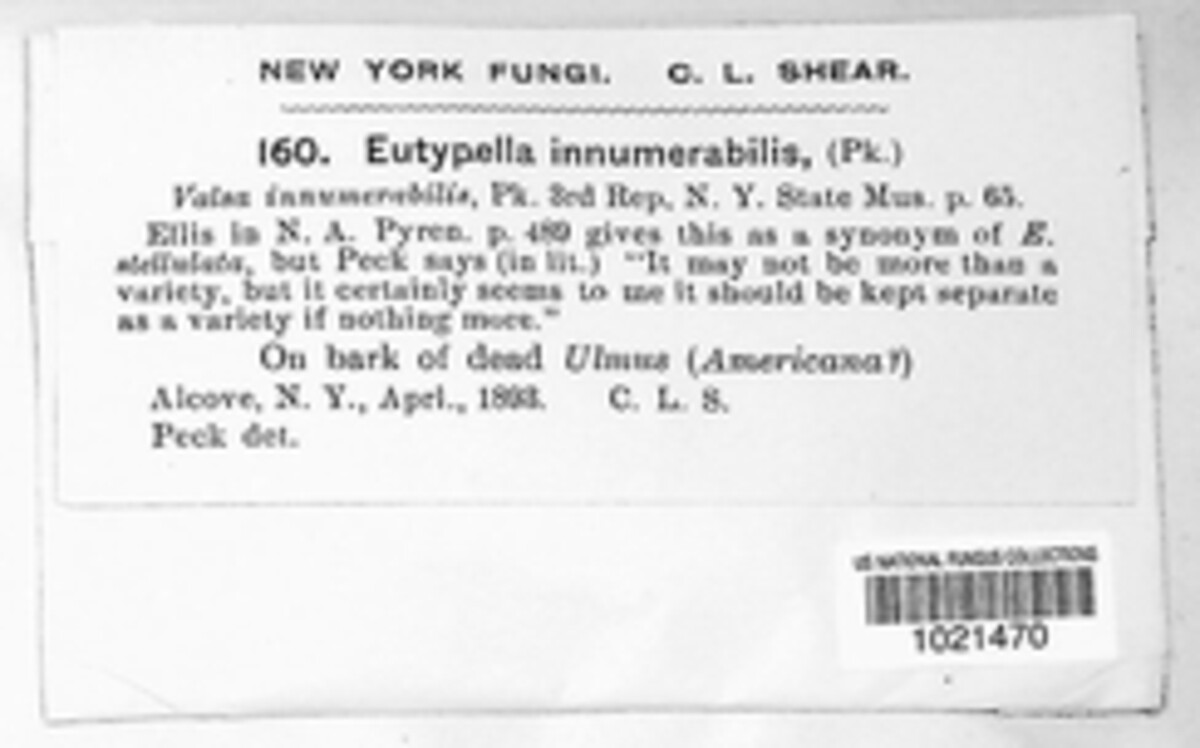 Eutypella innumerabilis image